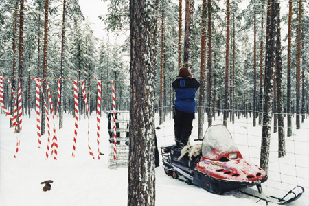 Sami man at work